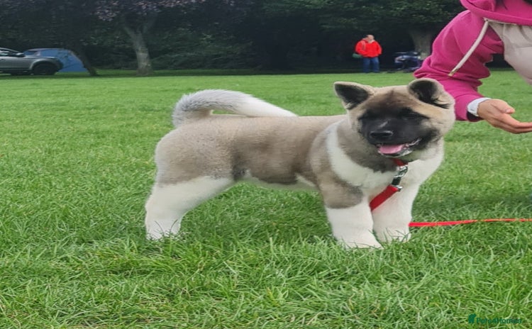 Akita dogs - Advert 4