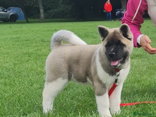 Akita dogs - Advert 2