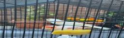 Canaries birds for sale: White canaries with cage in Belfast - Advert 2
