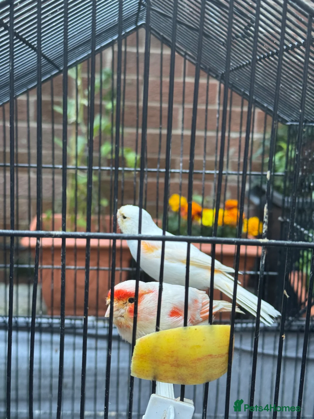 Canaries birds for sale: White canaries with cage in Belfast - Advert 2