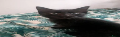 Domestic Shorthair 1