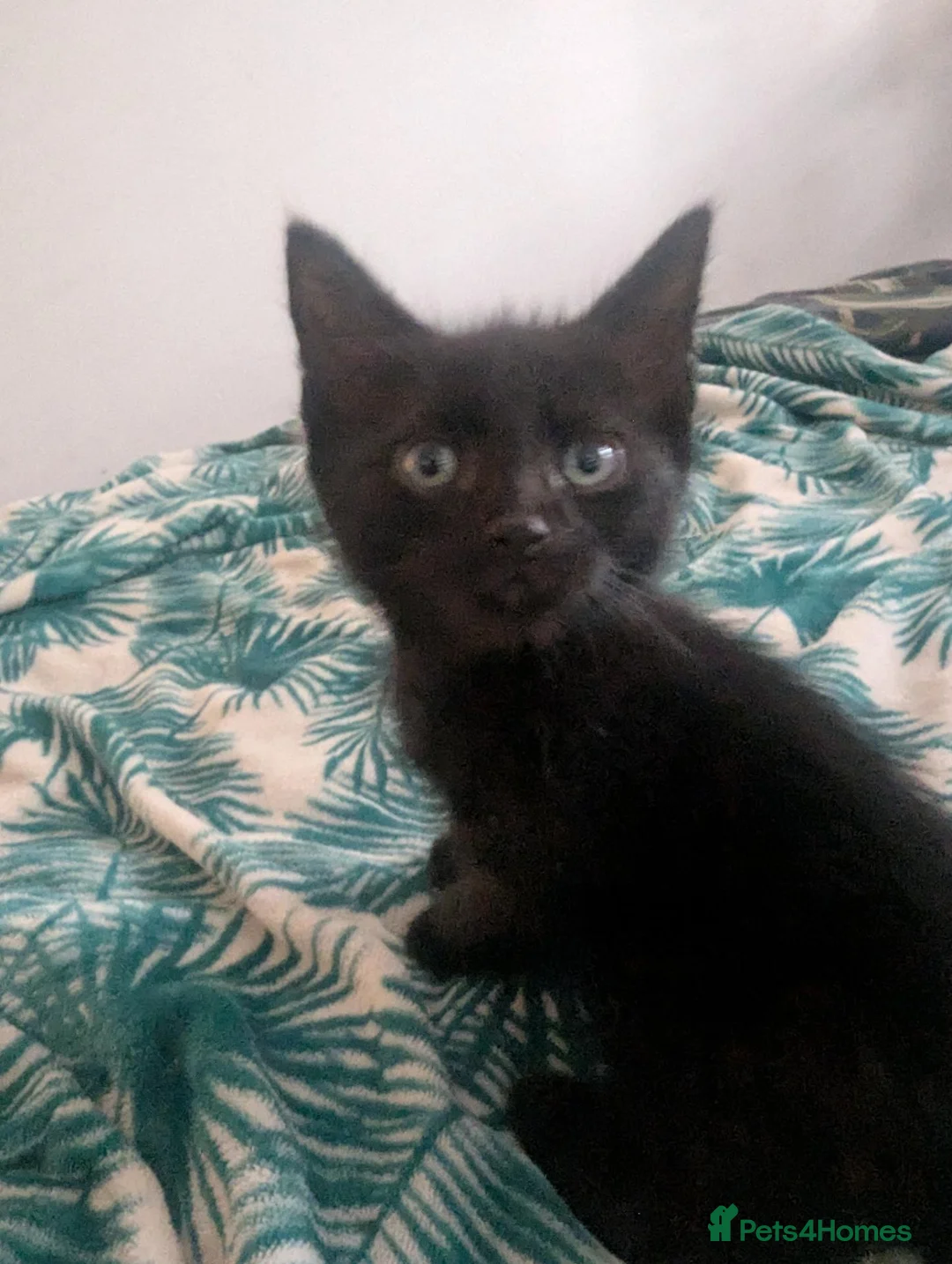 Domestic Shorthair cats for sale: Adorable kittens need a loving home in London - Advert 3