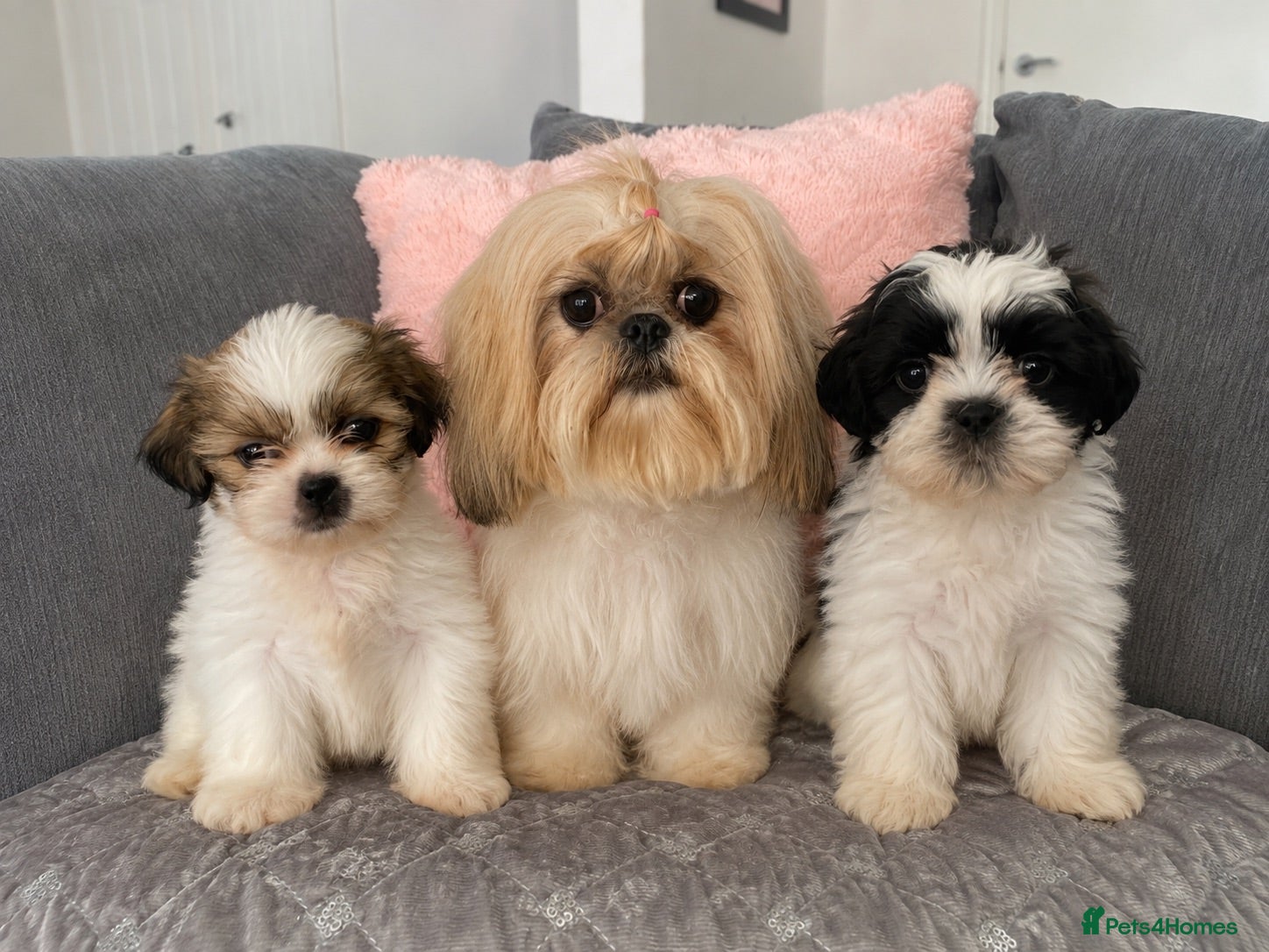 Shih Tzu dogs Stunning imperial shih tzu pups  - Advert 11
