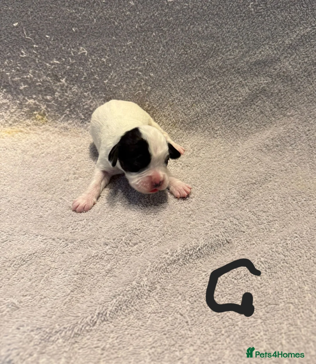 Mixed Breed dogs for sale: Adorable Boxer x Cocker Spaniel puppies 🐶 - Advert 8