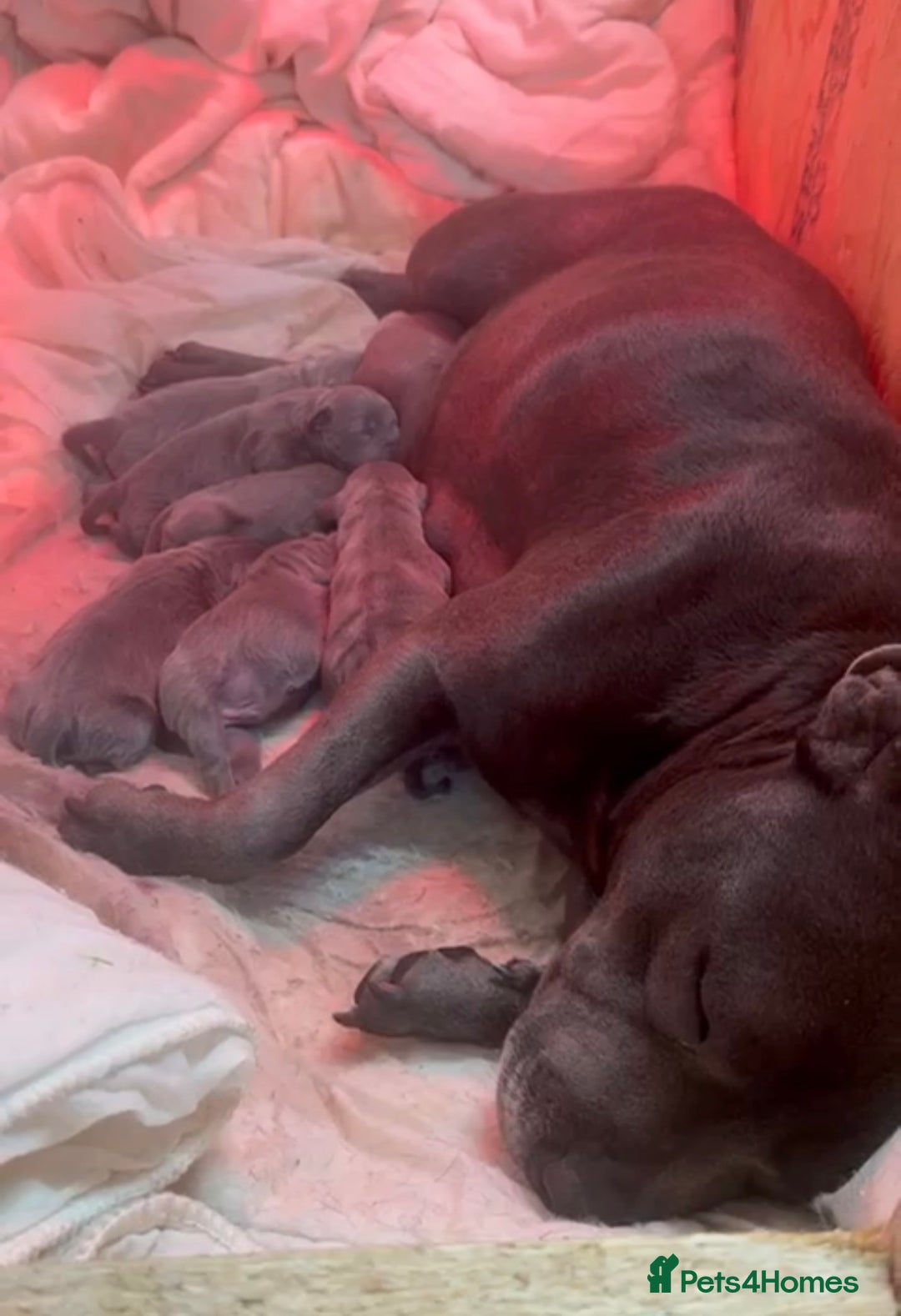 Staffordshire Bull Terrier dogs for sale: Champion Blue Staffordshire Bull Terrier Puppies - Image 7