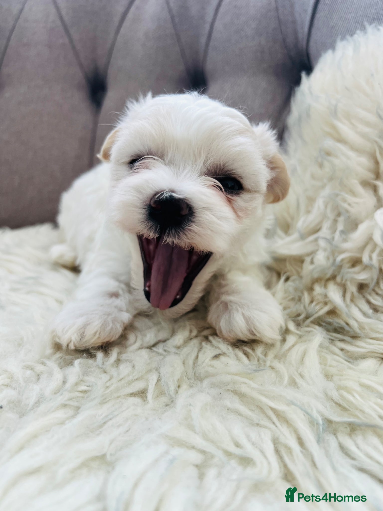 Maltese dogs Maltese puppies-small size !!!  - Advert 14