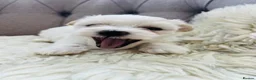 Maltese dogs for sale: Maltese puppies-small size !!!  - Advert 6