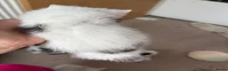 Mixed Breed cats for sale: 5 kittens ready for their forever home - Advert 7