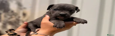 Cane Corso 6