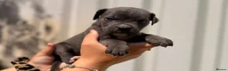 Cane Corso dogs for sale: Stunning cane corso 🐶 - Advert 17