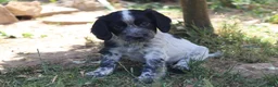 Cocker Spaniel dogs for sale: Working cockers  - Advert 18