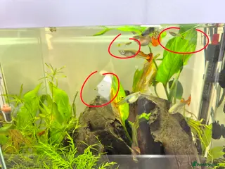 Live Bearers fish GUPPIES, YELLOW TAIL - Advert 2