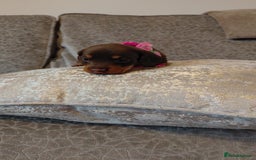 Miniature Dachshund dogs for sale: Ready now beautiful miniature dachshund pups - Image 34