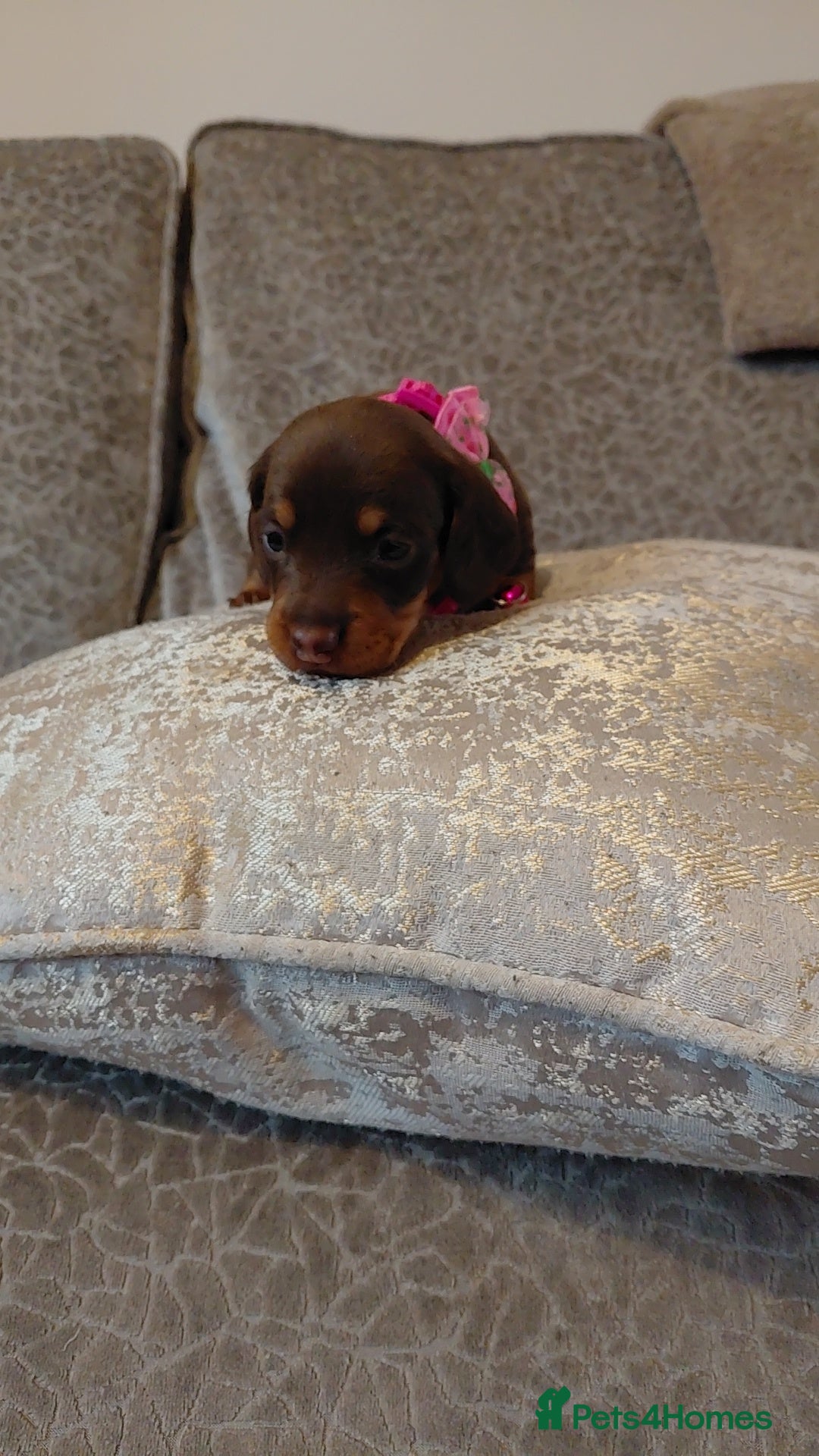Miniature Dachshund dogs for sale: Ready now beautiful miniature dachshund pups - Image 34