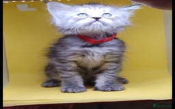 Maine Coon cats for sale: Ready Now Maine Coon kittens - Image 18