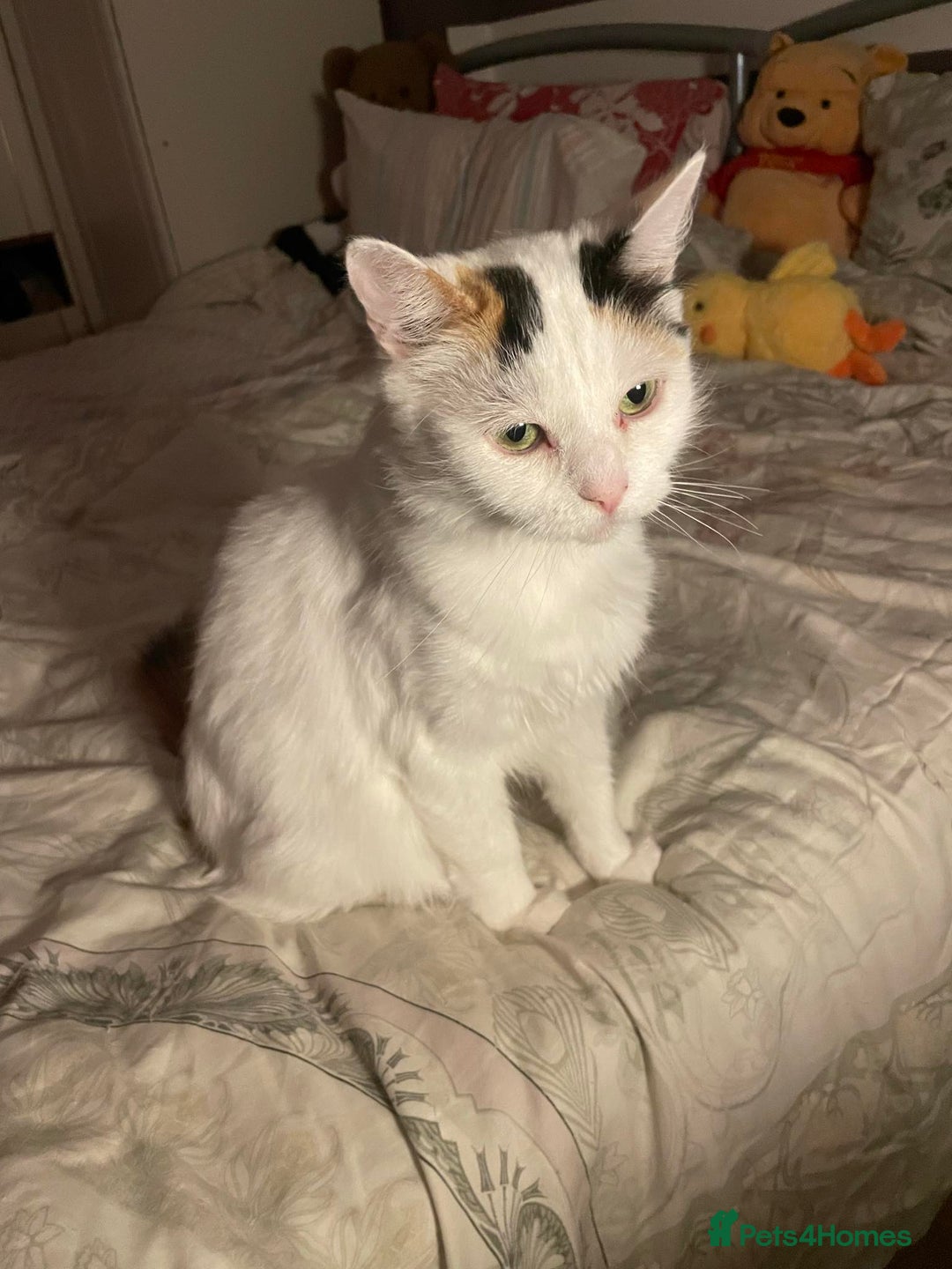 Mixed Breed cats for sale: Fluffy girl 😸 - Image 3