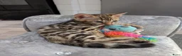 Bengal cats for sale: 🔥✨Pedigree TICA-Registered Bengals - Advert 28