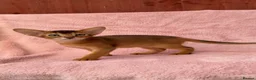 Abyssinian cats for sale: Gorgeous Abyssinian ruddy girls🤎❤️ - Advert 13