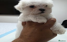 Malshi dogs for sale: Male Malshi Pups - Advert 4