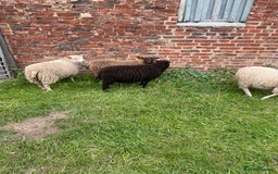 Sheep livestock for sale: Shetland sheep  - Image 3