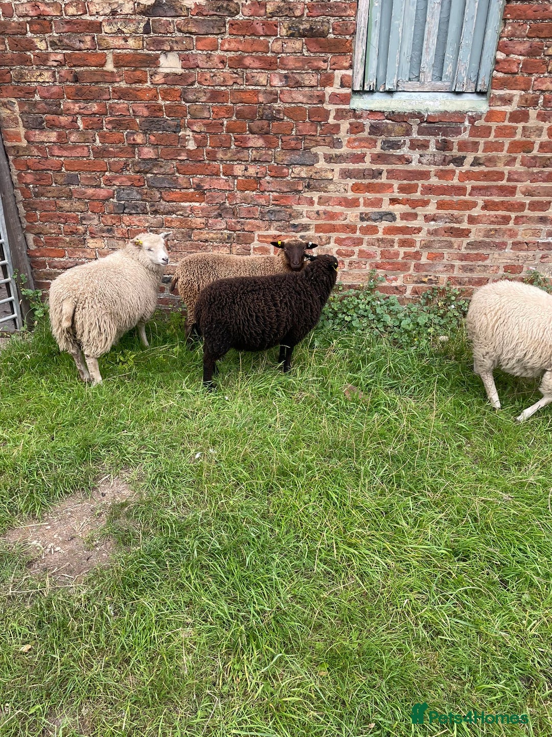 Sheep livestock for sale: Shetland sheep  - Image 3