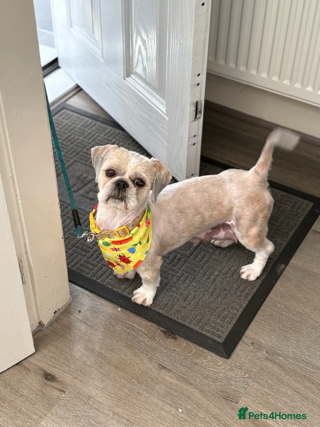 Shihpoo dogs for sale: Shitzu x poodle - Advert 7