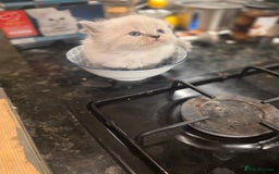 Siberian cats for sale: Siberian Kittens Super Friendly 💕🐾 - Image 28