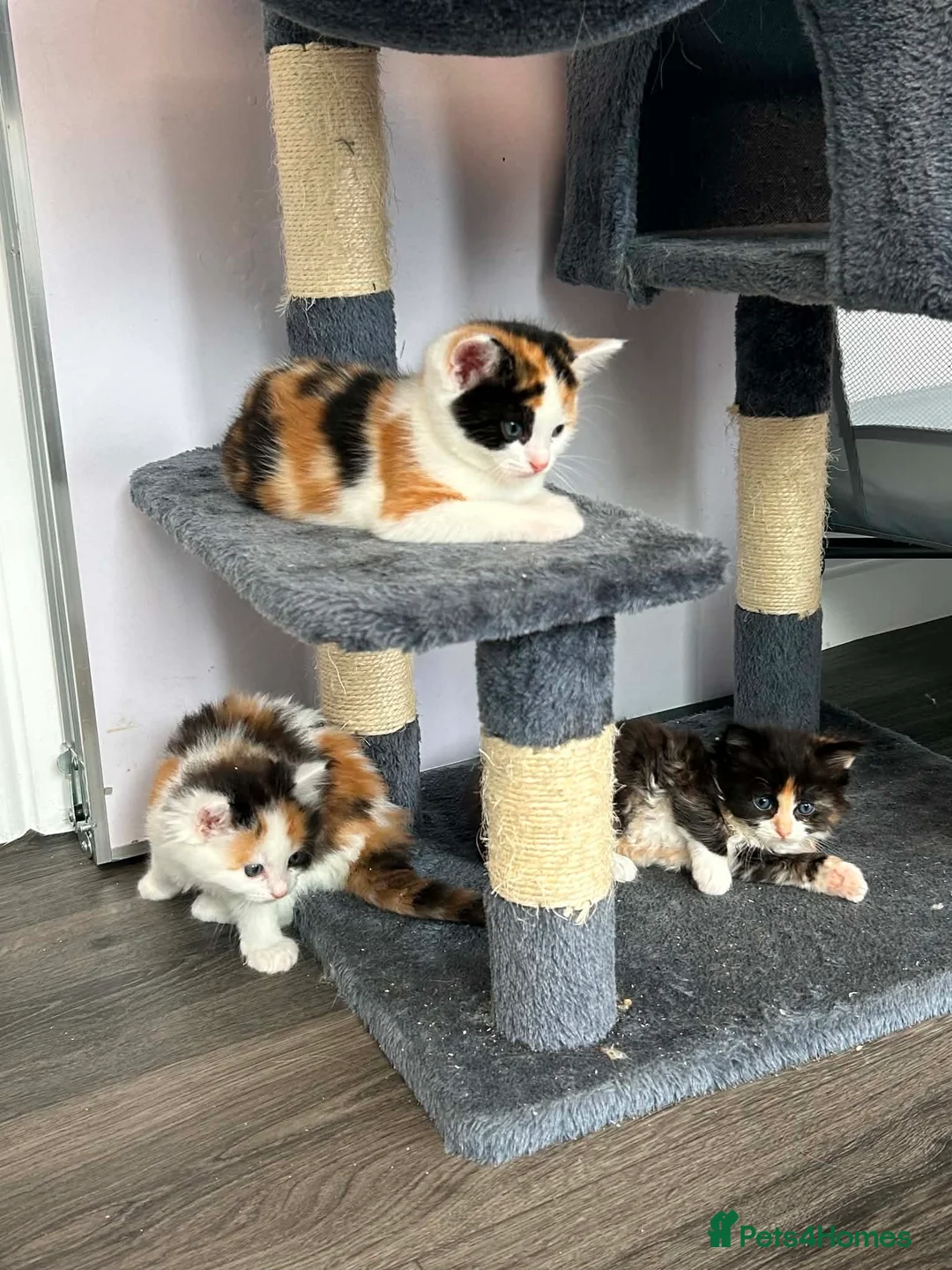 Ragcoon cats for sale: Ragcoon  in Middlewich - Advert 2