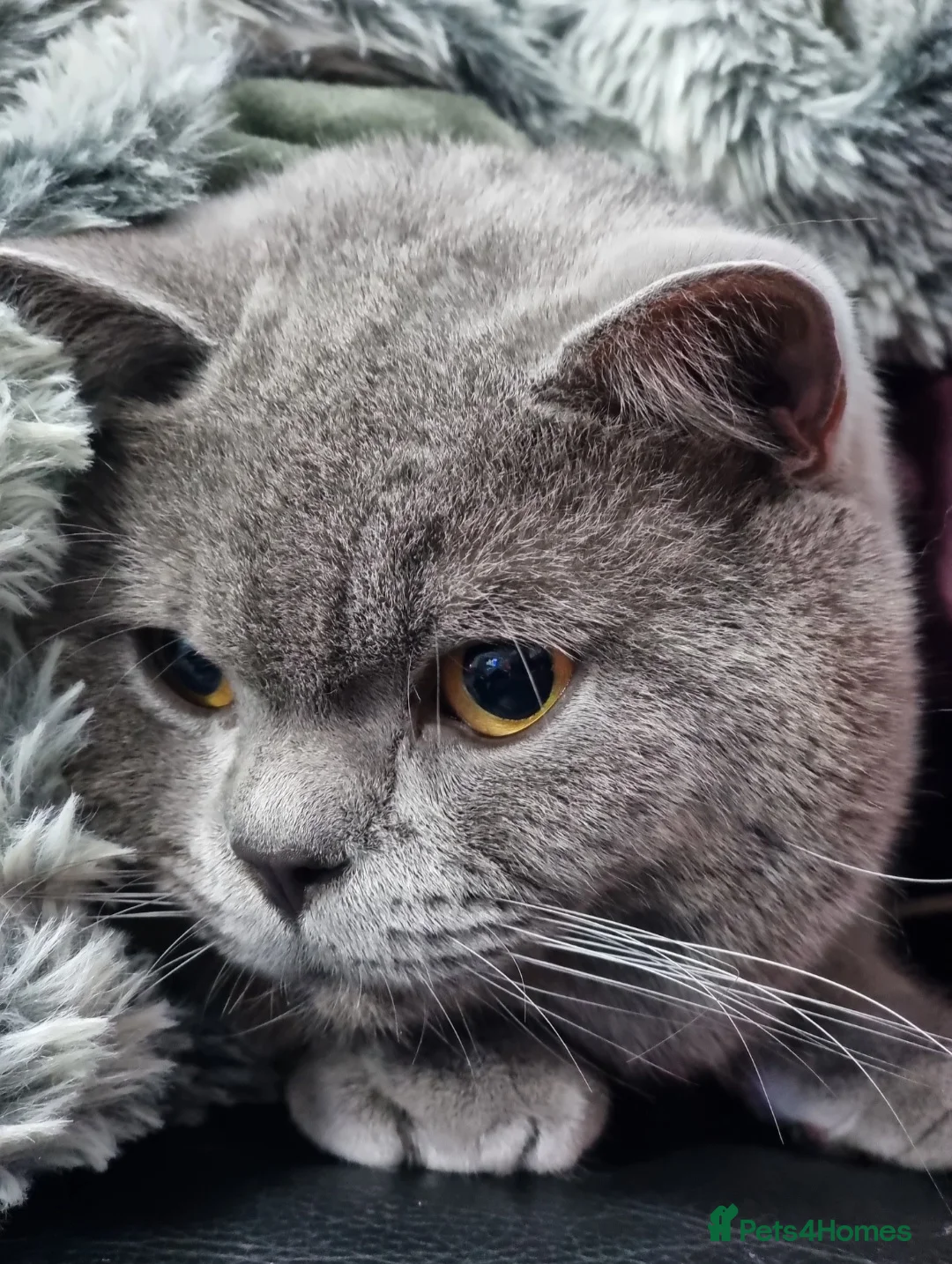 British Shorthair cats for stud: British Shorthair cat for stud  - Advert 2