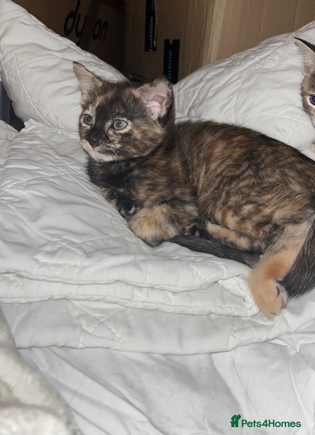 Mixed Breed cats for sale: 4 beautiful kittens looking for new homes  - Advert 4