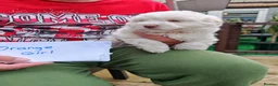 Bichon Frise dogs for sale:  6 Adorable Bichon Puppies 🐶 - Advert 2