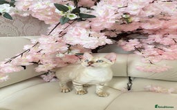 Bengal cats for sale: OUTSTANDING TICA reg BENGALKITTENS - Image 2