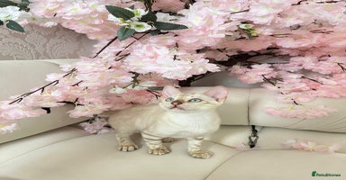 Bengal cats - Advert 1
