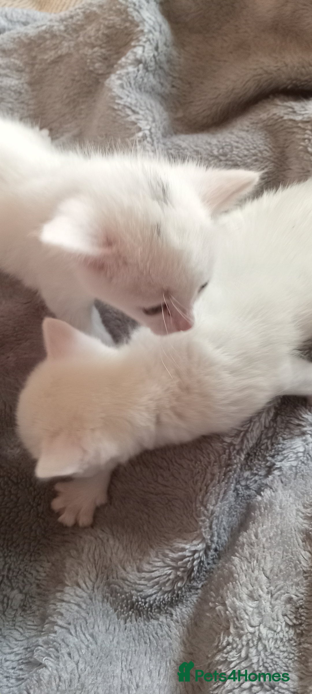 Turkish Angora cats for sale: Turkish angora  - Image 7