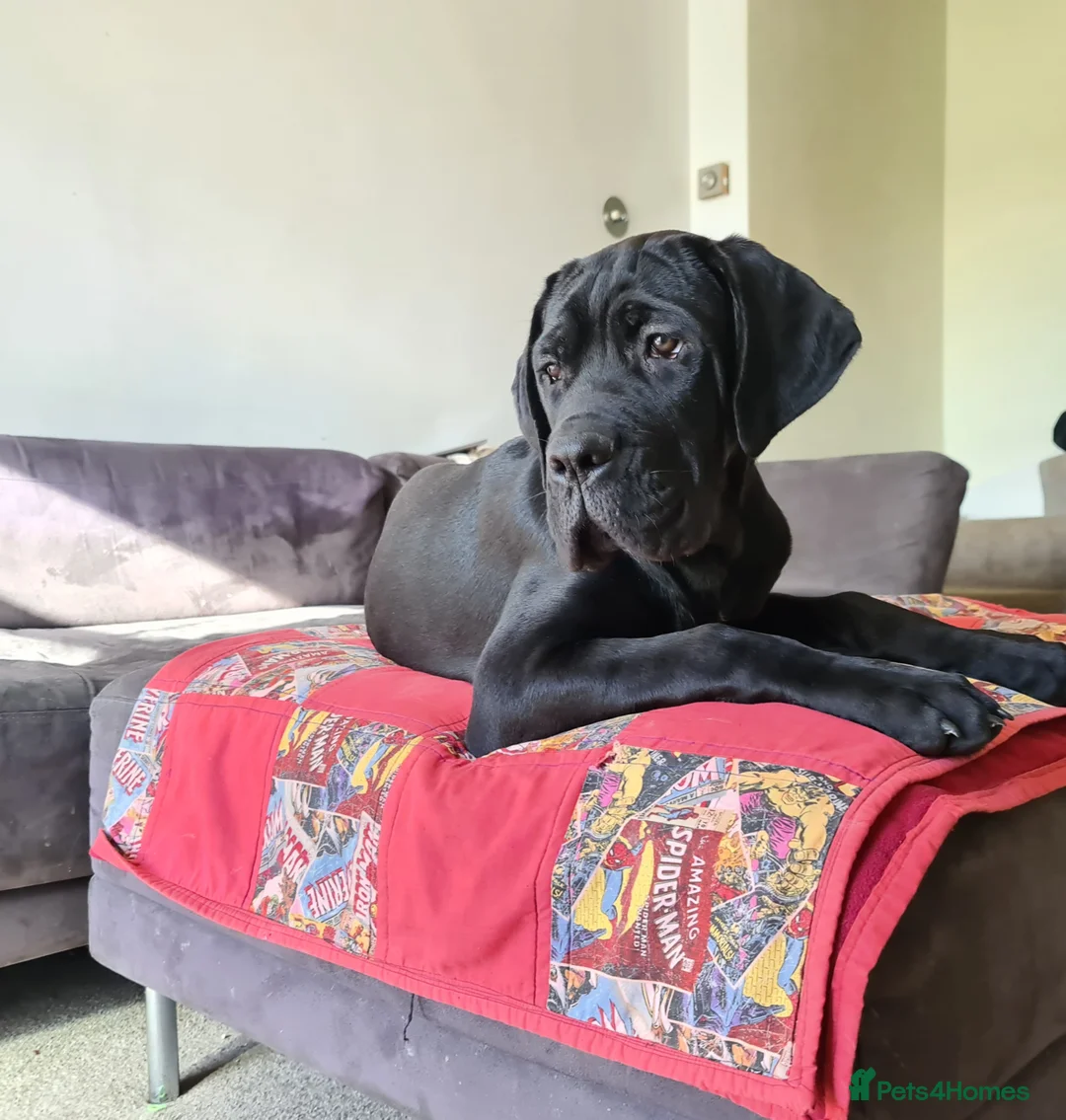 Cane Corso dogs for sale: Beautiful black male Cane Corso puppy - Advert 3