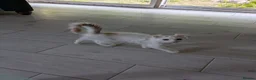 American Curl cats for sale: Beautiful, playful Rare American Curl Kittens - Advert 4