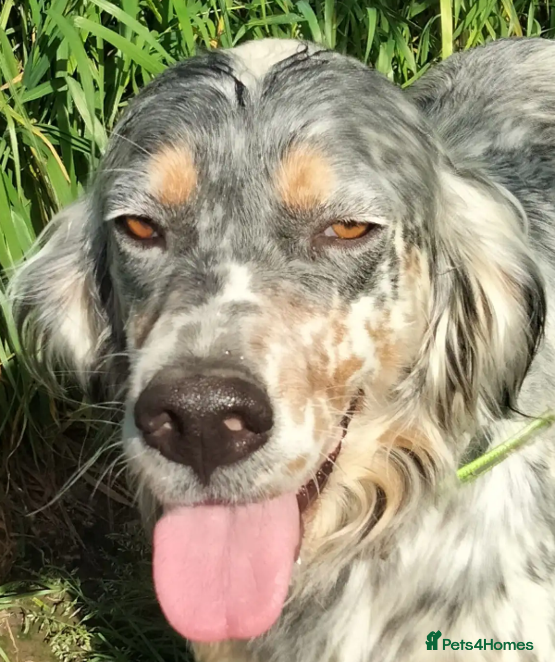 English Setter dogs for adoption: Sira (Inca) - Advert 2