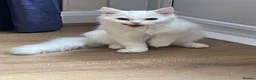 Mixed Breed cats for sale:  Persian kittens for sale  - Advert 9
