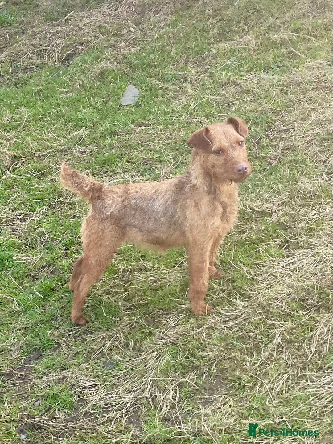 Patterdale Terrier dogs for sale: Ready Late December  - Advert 8