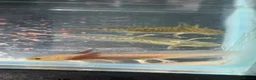 Axolotl reptiles for sale: Axolotl juveniles - Advert 5