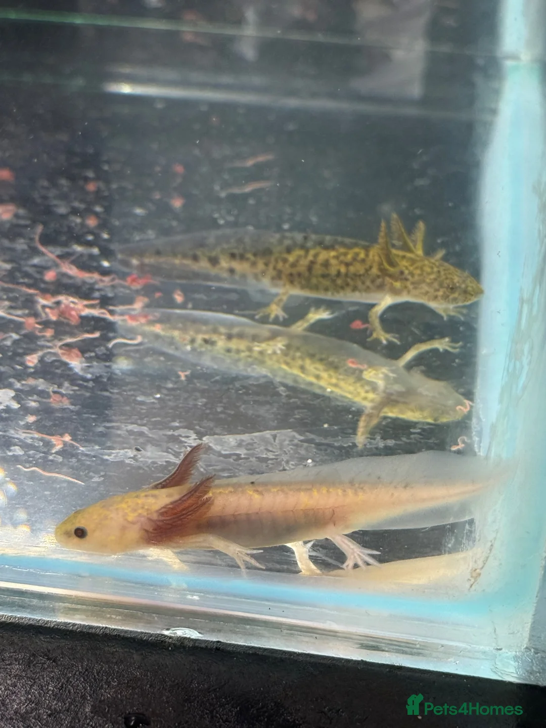 Axolotl reptiles for sale: Axolotl juveniles - Advert 5