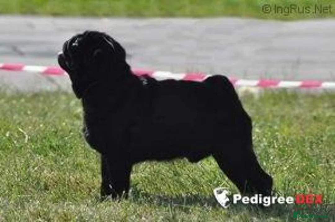 Pug dogs for stud: Health tested Boy in Tamworth - Advert 4