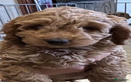 Cockapoo dogs for sale: 🐾✨ Adorable Cockapoo Puppies – Ready Now! ✨🐾 - Image 3