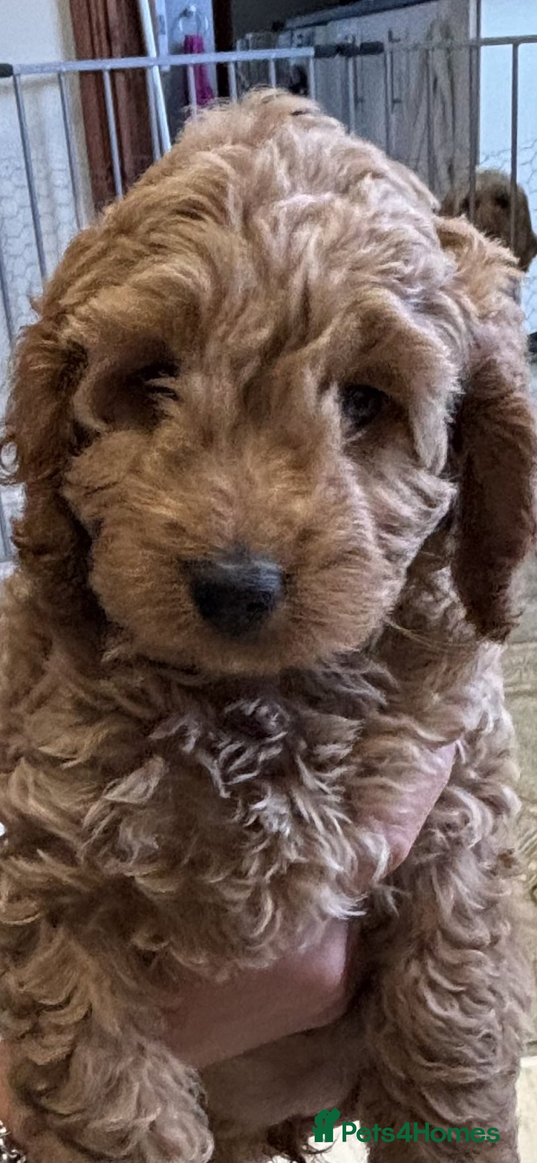 Cockapoo dogs for sale: 🐾✨ Adorable Cockapoo Puppies – Ready Now! ✨🐾 - Image 3