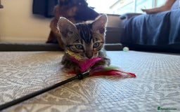 Bengal cats for sale: Pedigree TICA Bengal Brown Rosetted Male Kitten - Image 15