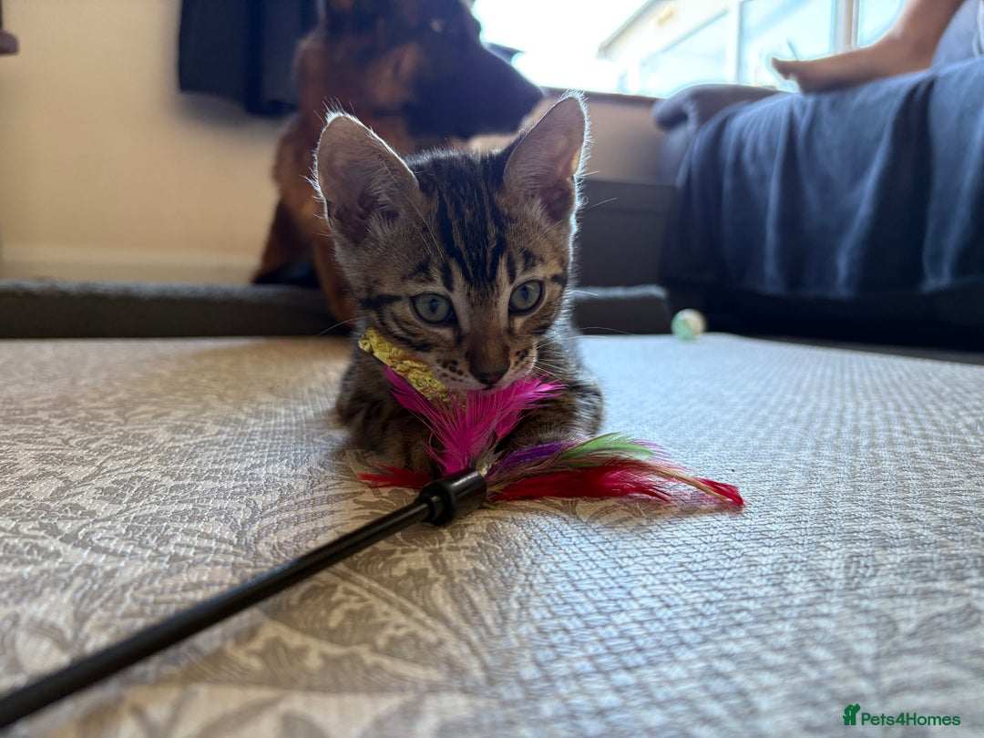 Bengal cats for sale: Pedigree TICA Bengal Brown Rosetted Male Kitten - Image 15