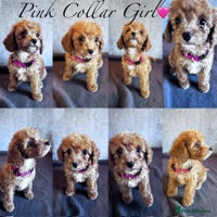 Cockapoo dogs ✨ **REDUCED** 2 LEFT- READY NOW-Cockapoo Puppies✨ - Advert 4