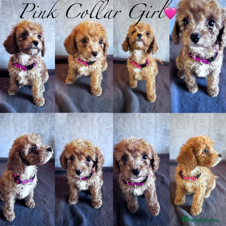 Cockapoo dogs ✨ **REDUCED** 3 left READY NOW-Cockapoo Puppies✨ - Advert 4