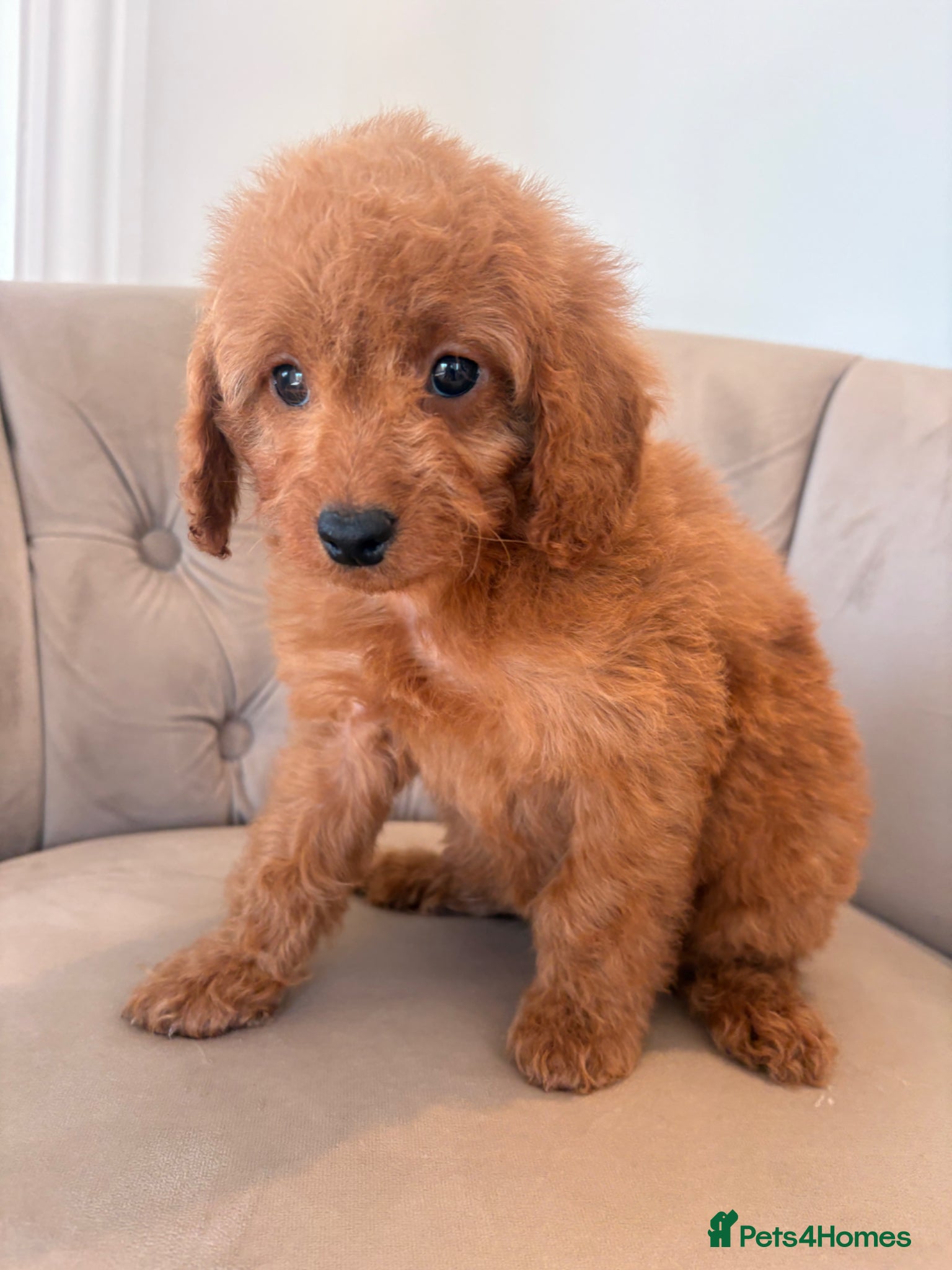 Cockapoo dogs LICENSED BREEDER QUALITY HEALTH TESTED COCKAPOOS - Advert 2