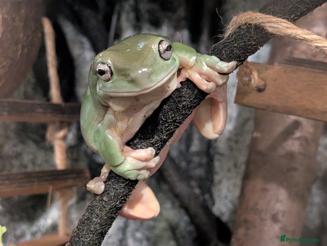 Frog reptiles for sale: Whites Tree Frogs x3 and Set-up - Image 2